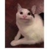 Low quality cat 20