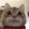 Gatitos mood 11