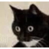 Dogs and cats memes 8