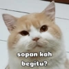 sopan kah begitu?