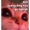 Kucing unyu💕 7