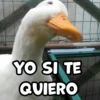 YO SI TE QUIERO