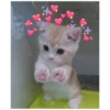 Gatos tiernos #1 20