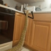 Funny snakes 17