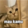 mau kamu