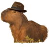Capivara 👀 26