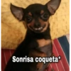 Meemes de animalitos 3🥵✨ 15