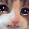 Low quality cat 7