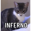 Caçambita reactions 5