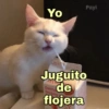🐱Gatitos Shitposting 1🐈 14