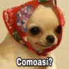 Meemes de animalitos 3🥵✨ 7