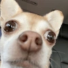 Perros XD 8🤣 15