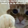Gatitos Pa’ Enamorar 🐈‍⬛🐈 10