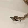 Funny snakes 7