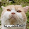 ngajak ribut?