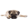 PUGS DOGS 10