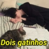 Dois gatinhos
