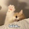 Low quality cat 23