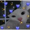 Cat heart memes 11