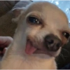 Cachorrinhos e memes 15