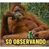 MONKEYS 10