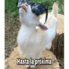 Meemes de animalitos 3🥵✨ 12