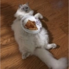 Gatitos Random #10 12
