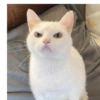 Low quality cat 19