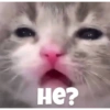 Gatitos #1 7