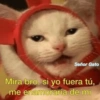 Señor Gato
Mira bro, si yo fuera tú,
me enamoraría de mi