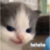 Low quality cat 13