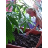 Barbie maconheira 9