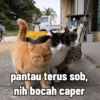 pantau terus sob,
nih bocah caper
