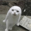 Dogs and cats memes 10