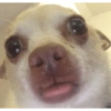 Dogs and cats memes 15