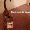 Gatitos Pa’ Enamorar 🐈‍⬛🐈 9