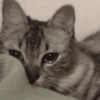 🐾Mix gatitos tristes😿🐾 19