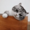 Curious Peeker