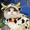Gatos Cute 🤩😍 14