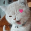 Heart-Eyed Yawn