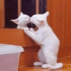 Cat meme 2 11
