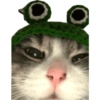 Olhas os gatinhos fofinhos 22