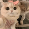 Gatos Cute 🤩😍 17