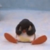 Pingu 🐧 8