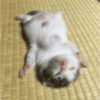 🌈🐈‍⬛✨️Gatos Funny Mood✨️🐈‍⬛🌈 19