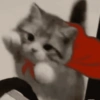 🧿Gatos para chat miau🐱🐈 13
