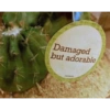 Damaged
but adorable