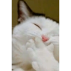 Kucing prik 8