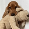 🐾Mix perritos tristes🐶🐾 25