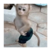 Macacos fofinhos 5